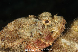 Scorpionfish are always fun to shoot.  With a high apertu... by Chris Crediford 